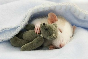 ���Ц��������Ϸ���֣�Ц���˵���Ϸ��ҽ�ɫ���ִ�ȫ