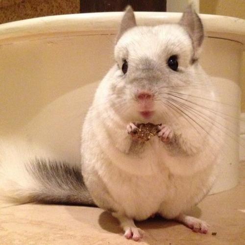 ��è�������ָ���Ψ��ë��-�ɰ���