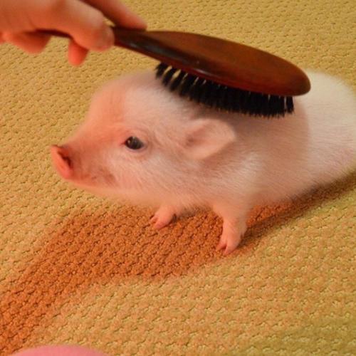 ������Ȥ�ĳ������ֺ�����˼-�ɰ���