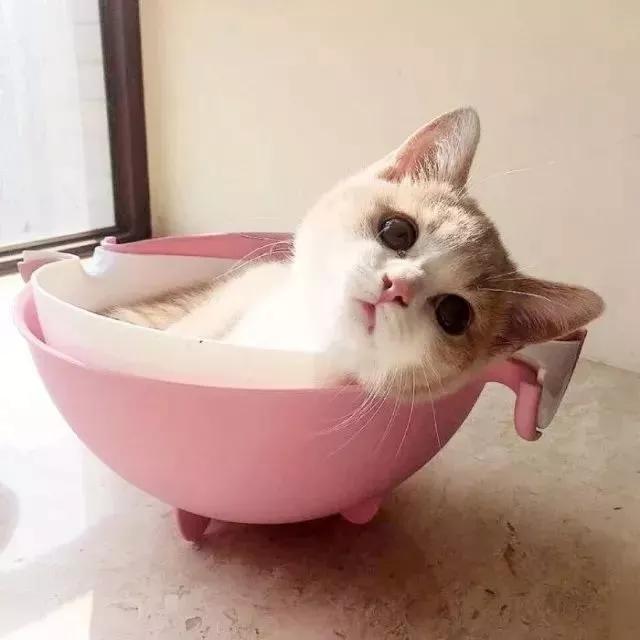 ��̬���Ÿ߹�ĳ���è�����Ը�����-�ɰ���