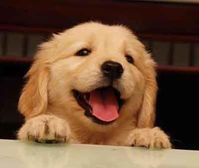 ������ʺ��ӵĳ��ﹷ��ë���ִ���������ů-�ɰ���