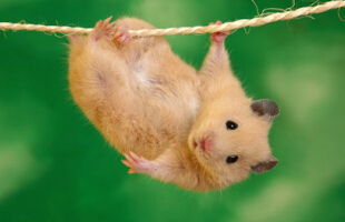 ����ԵĿۿ��������������ͷ�������ӡ�