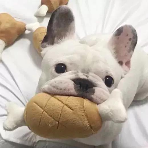 ���ﹷ������Ψ������ͨ����-�ɰ���