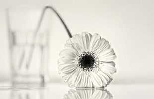 ���°��������ĵ��ǳƣ�һ��ren�����硢�ݻ���