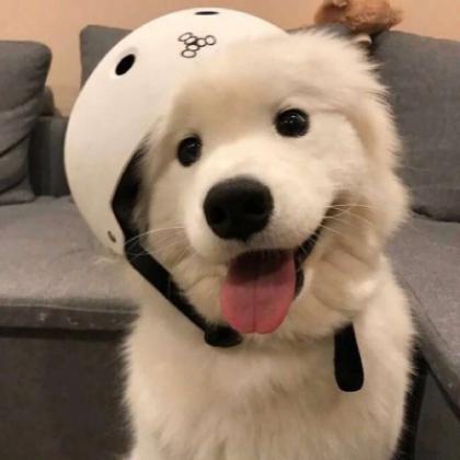 ��������ɰ����ﹷ�����������ҵ�Ψһ-�ɰ���