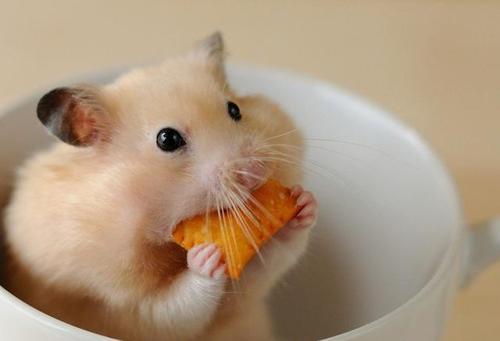 �����ֿɰ��Ĳ��������Ǹ��˶�����-�ɰ���