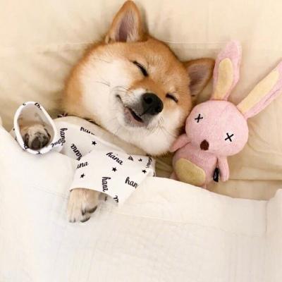 �����������ִ�ȫ��Ӣ�ĸ߶˴���-�ɰ���