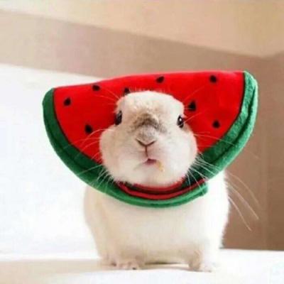 ȼ���������Ȥ�������ִ�ȫЦ����-�ɰ���