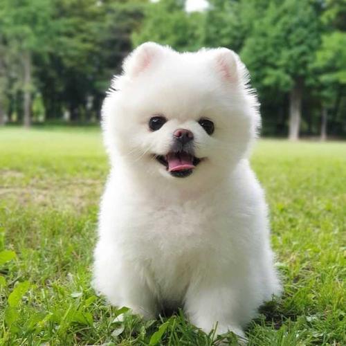 ��������ĳ��ﹷ������Щ����-�ɰ���