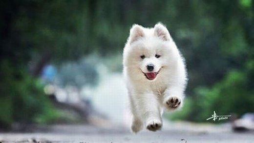 �ɰ�����С���������ڻ������-�ɰ���