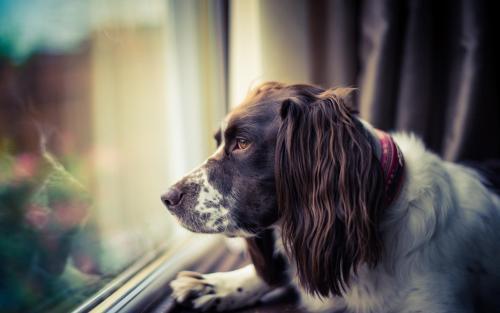 ��������Ĺ����������ִ�ȫ��������-�ɰ���