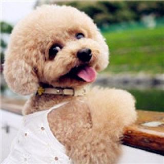 ���ȵ�̩�����ֽ�С�һ���-�ɰ���