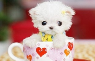 ��Ц�������а��Ұ�˵���������ʱ������