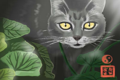 ����è���ķ�ˮ�ɻ���ʲô��