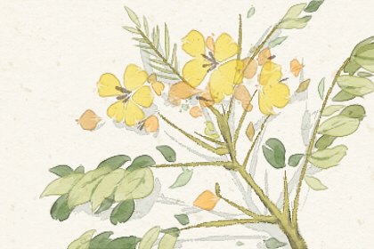 ���࿴�����Ƿ���� �����������