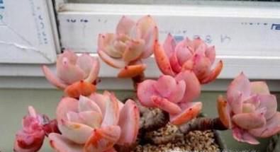 ����ֲ��׷���ô¶��