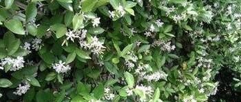 �糵�������ֳ����