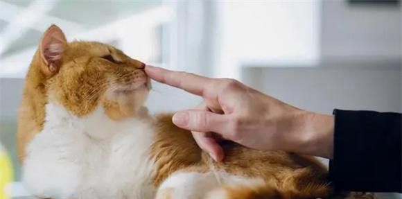 养了2天的猫咪认识主人吗