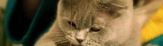 è������������Ǹ��