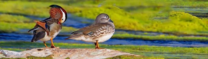 ���ս���������ʫ����˼��ʲô��