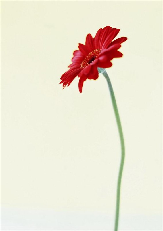 һ�������߶仨