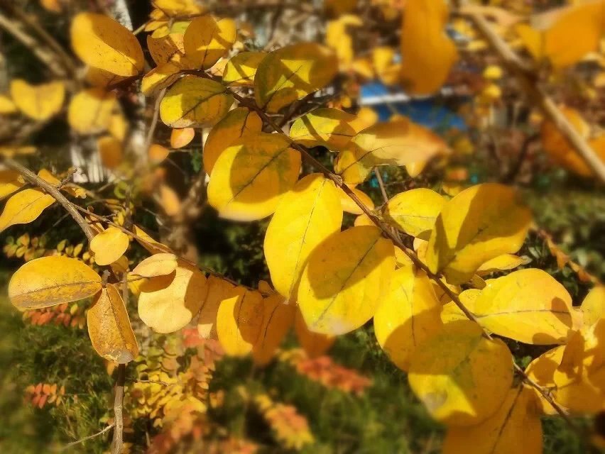 ��ɫ����ů�ڳ���