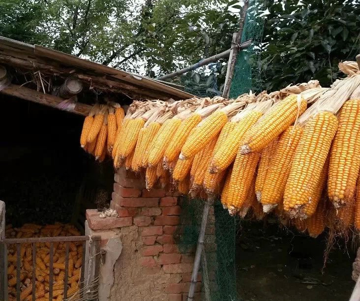 �����ζ��