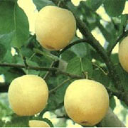 ��������ʳ-����