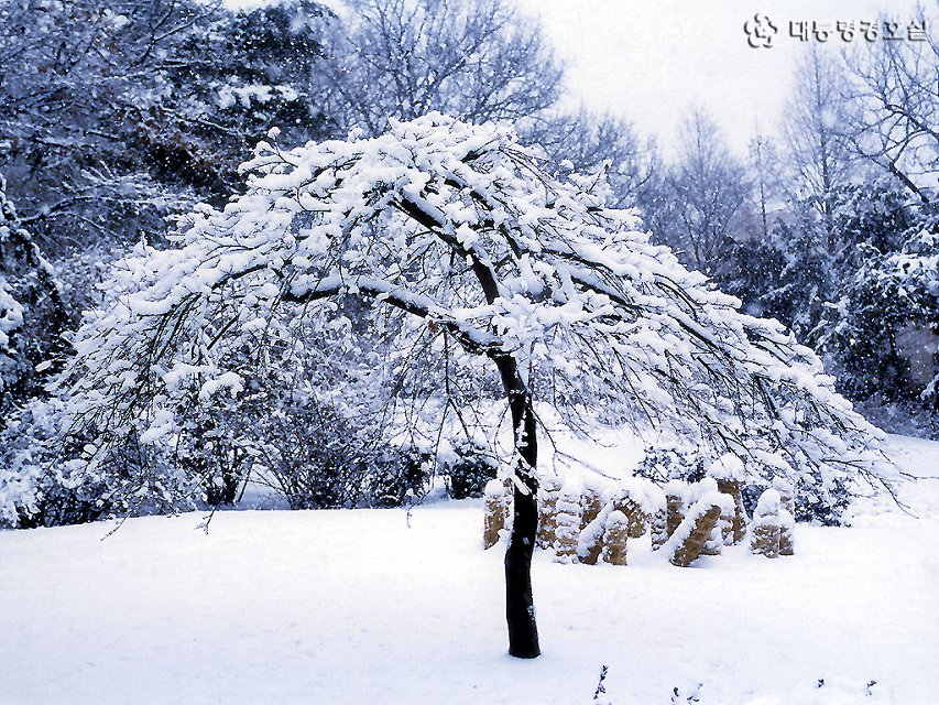 ���㣬�ڴ�һ���绨ѩ�µĸж�