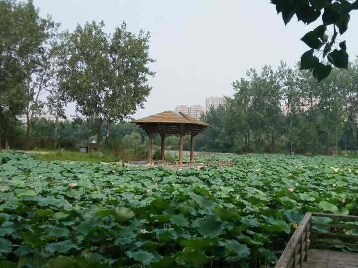 ����ɽ��