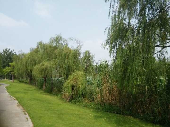 ����ɽ��