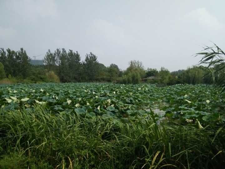 ����ɽ��