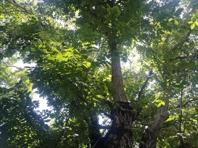 ���ػ�һ�ú�����������ͣ���ΰ���ж���������